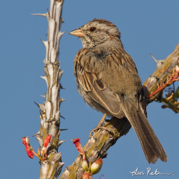 Rufous-winged Sparrow